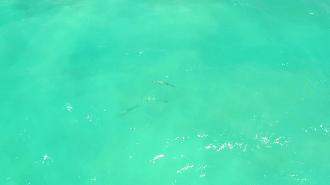 A few small fish appear against pale turquoise shallow water in Cabo Pulmo, with faint darker patches below the surface and no visible people.