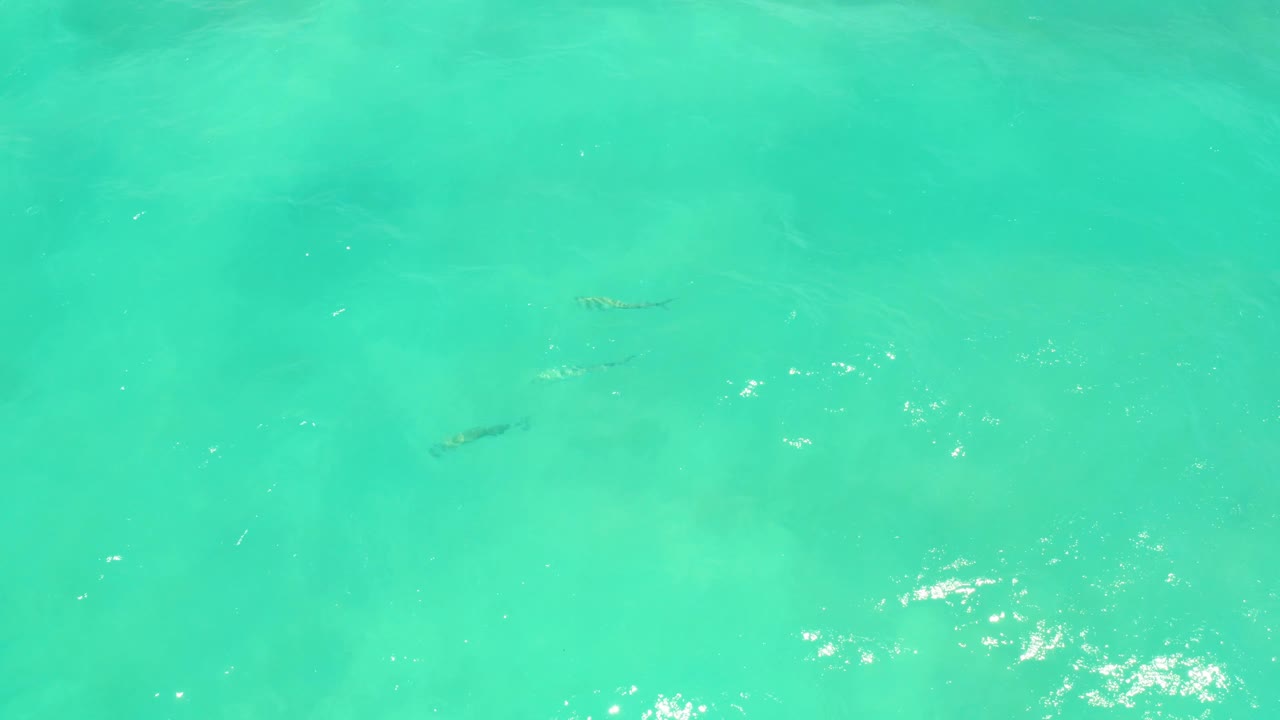 Mid-clip overhead frame of Cabo Pulmo shallow water with small fish spread across the center area, bright reflection marks, and no visible people.