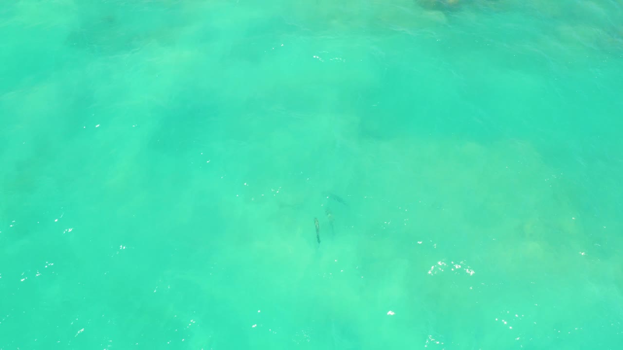 Turquoise shallow water with small dark fish over a sandy seabed.