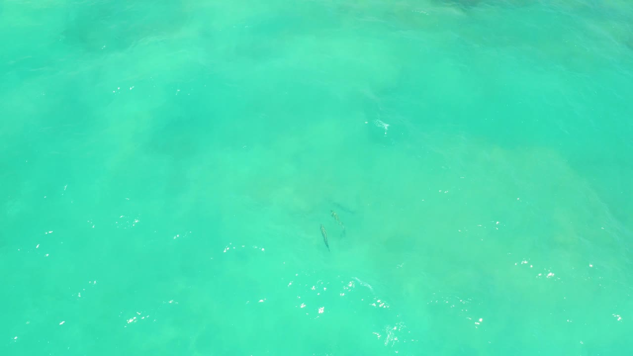 Shallow turquoise sea in Cabo Pulmo, Baja California Sur, reveals pale sand beneath moving ripples, with small dark fish near the lower area and no visible people.