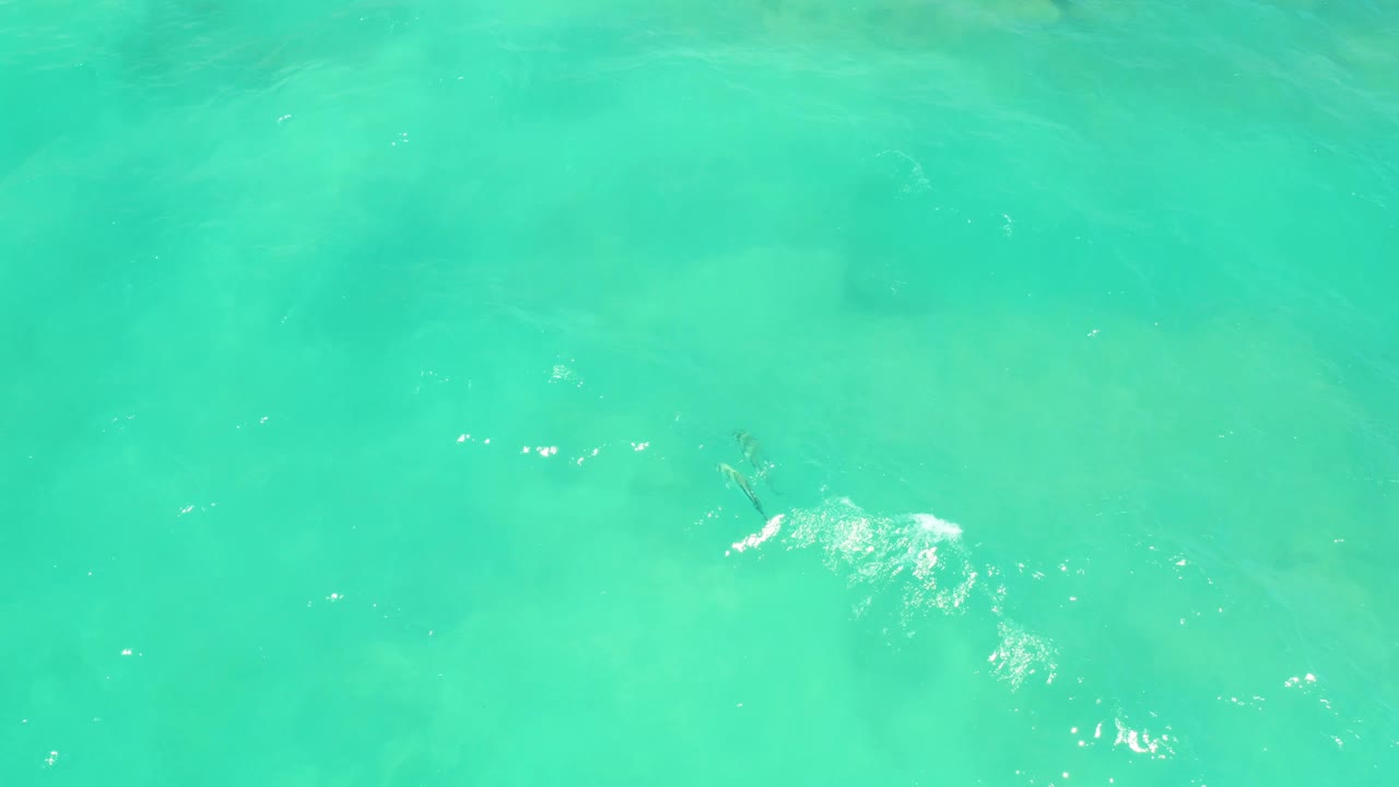 Milky turquoise water in Cabo Pulmo, Baja California Sur, shows small fish silhouettes over the sandy seabed with scattered white reflection marks and no visible people.