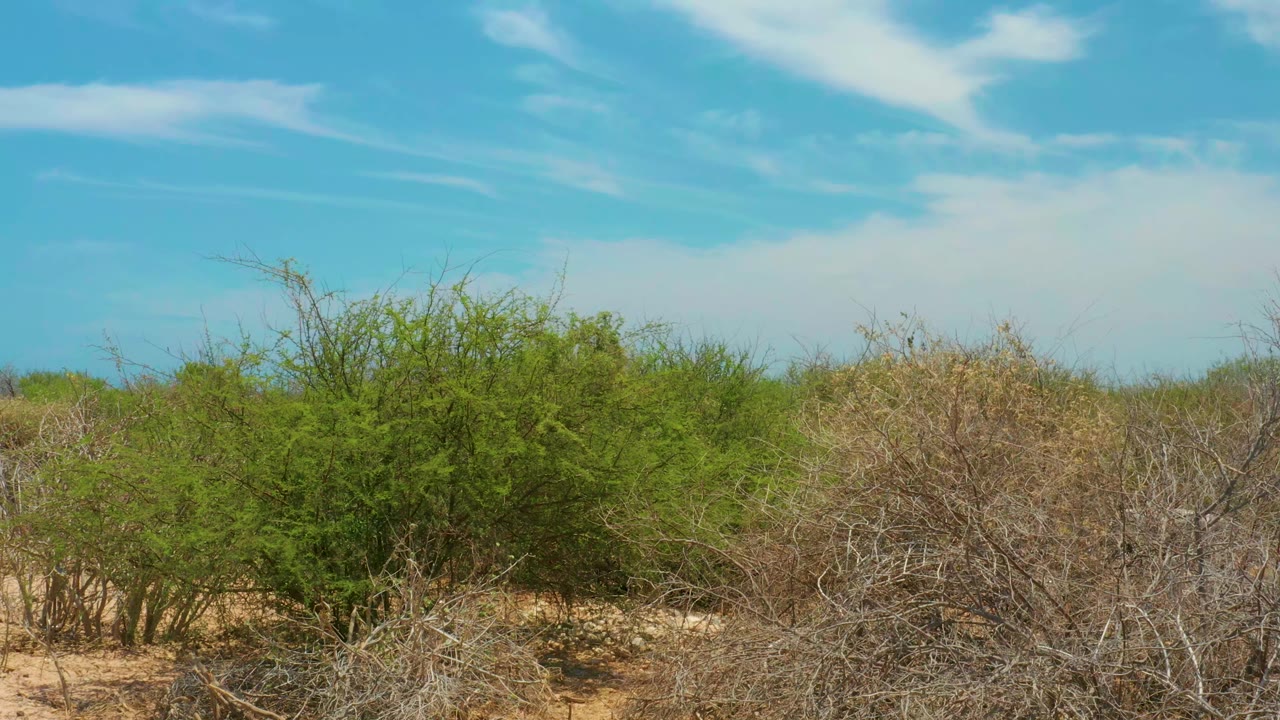 Cabo Pulmo, Baja California Sur dry shrubland fills the frame beneath blue sky and thin white cloud bands, with no visible people.