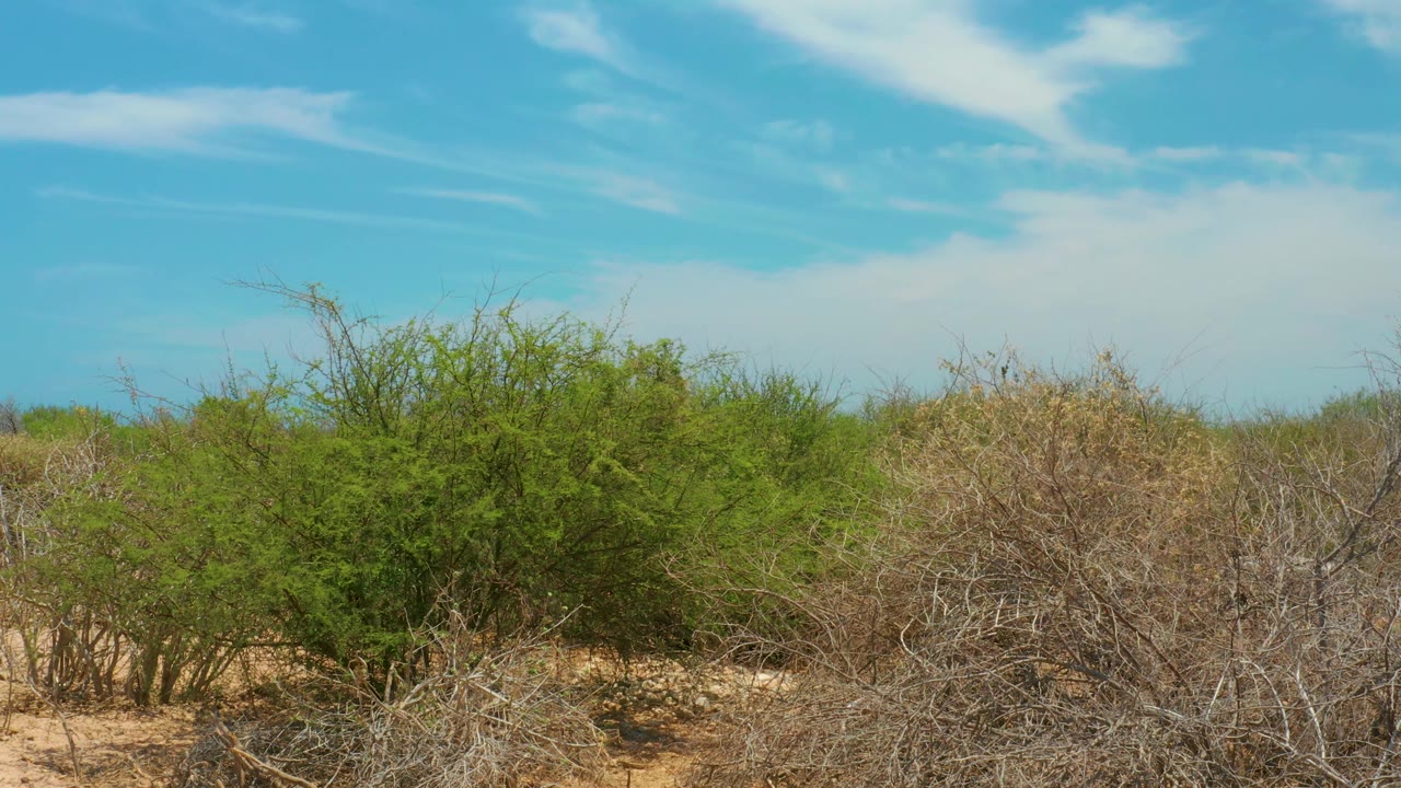 Cabo Pulmo arid brushland remains close in frame, with thorny green shrubs, dry tan vegetation, sandy ground, and streaked white clouds, with no visible people.