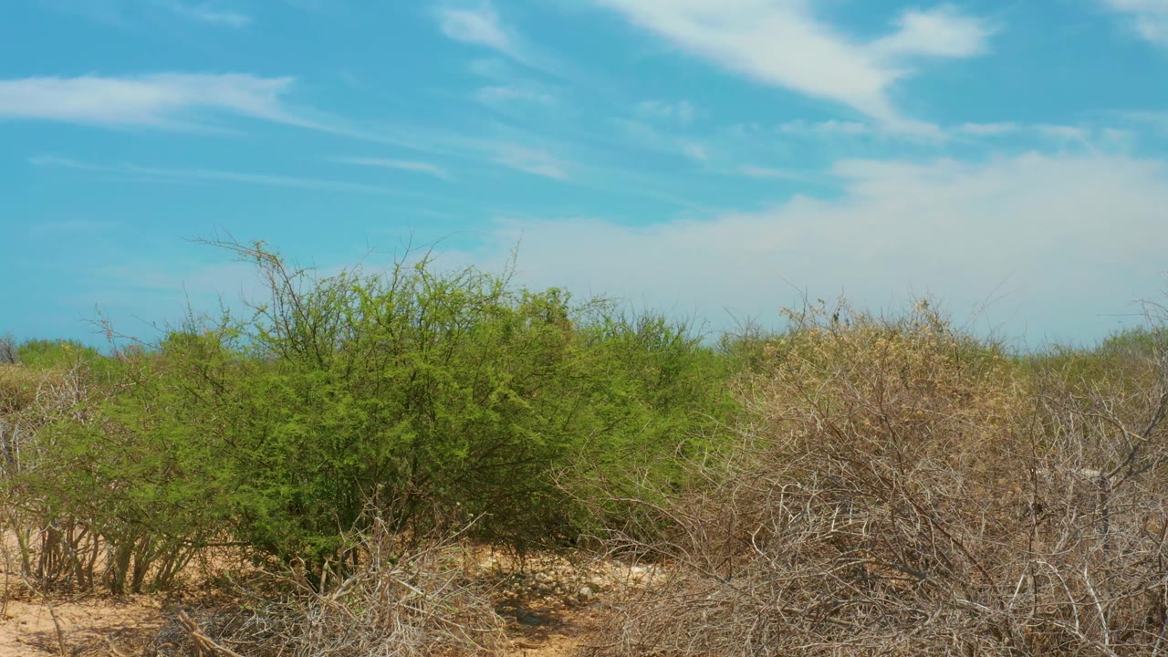 Low desert shrubs in Cabo Pulmo stretch across the lower frame while a larger white cloud bank spreads across the bright blue sky, with no visible people.