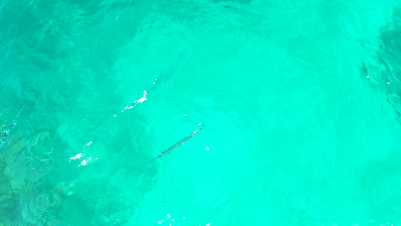 Clear turquoise water at El Tule Beach Los Cabos with a small fish near the upper left, faint seabed texture, sun glints, and no visible people.