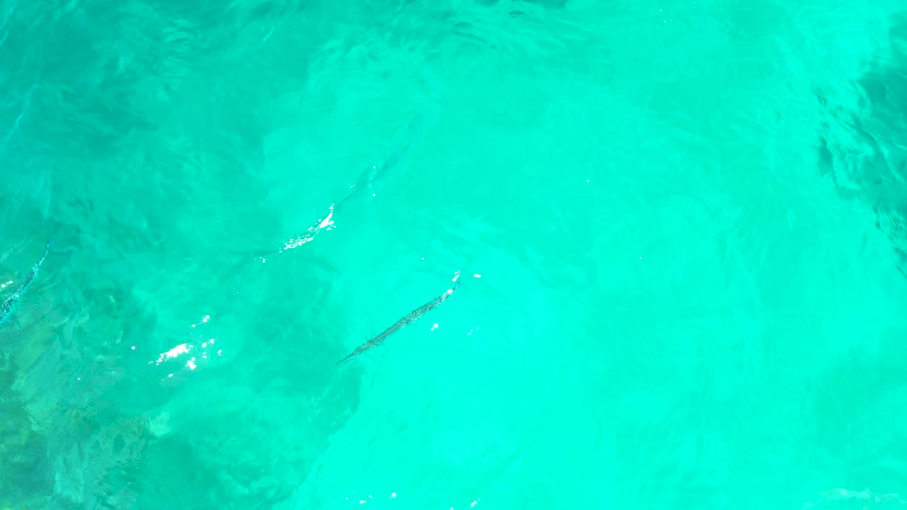 A small fish is visible in clear turquoise water at El Tule Beach Los Cabos, passing above darker underwater patches with no visible people.