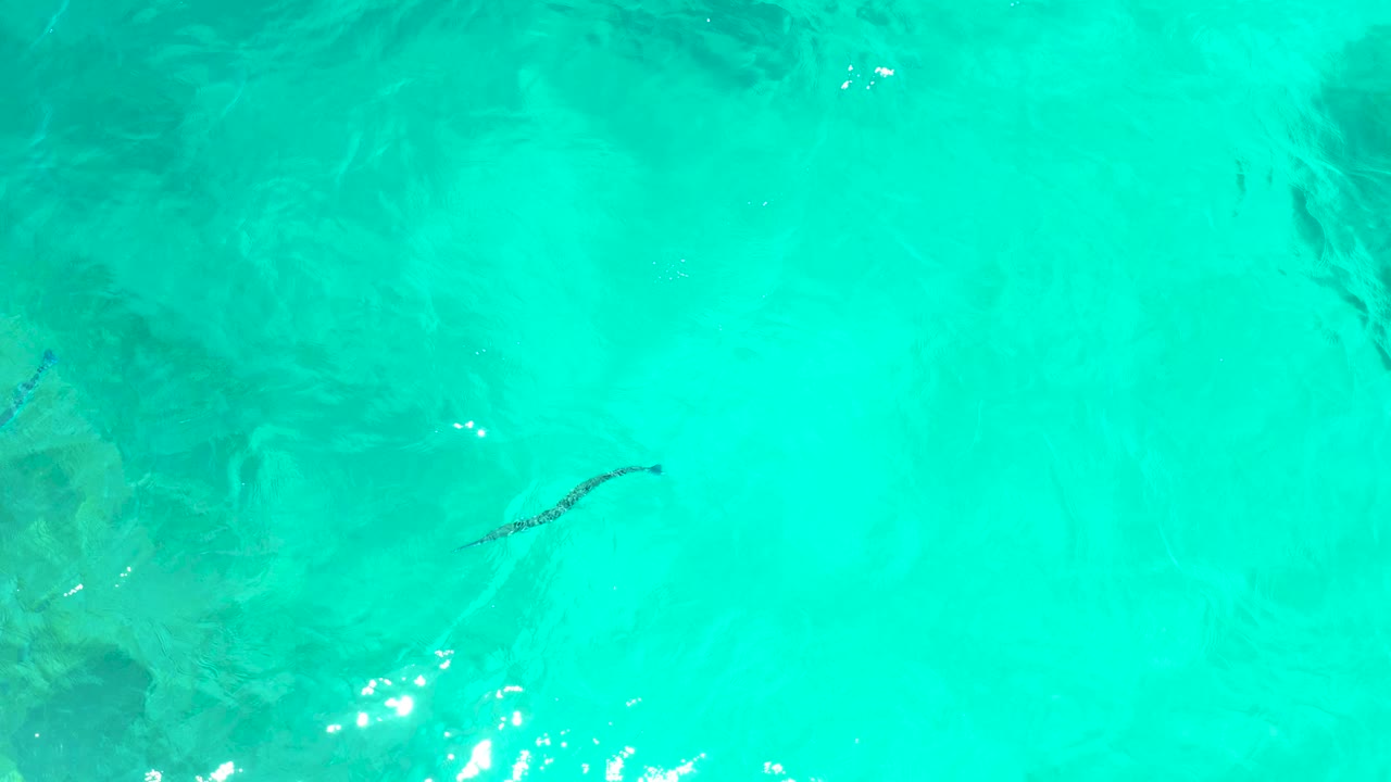 Clear shallow water at El Tule Beach Los Cabos shows the fish farther across the frame, with bright sun reflections and no visible people.