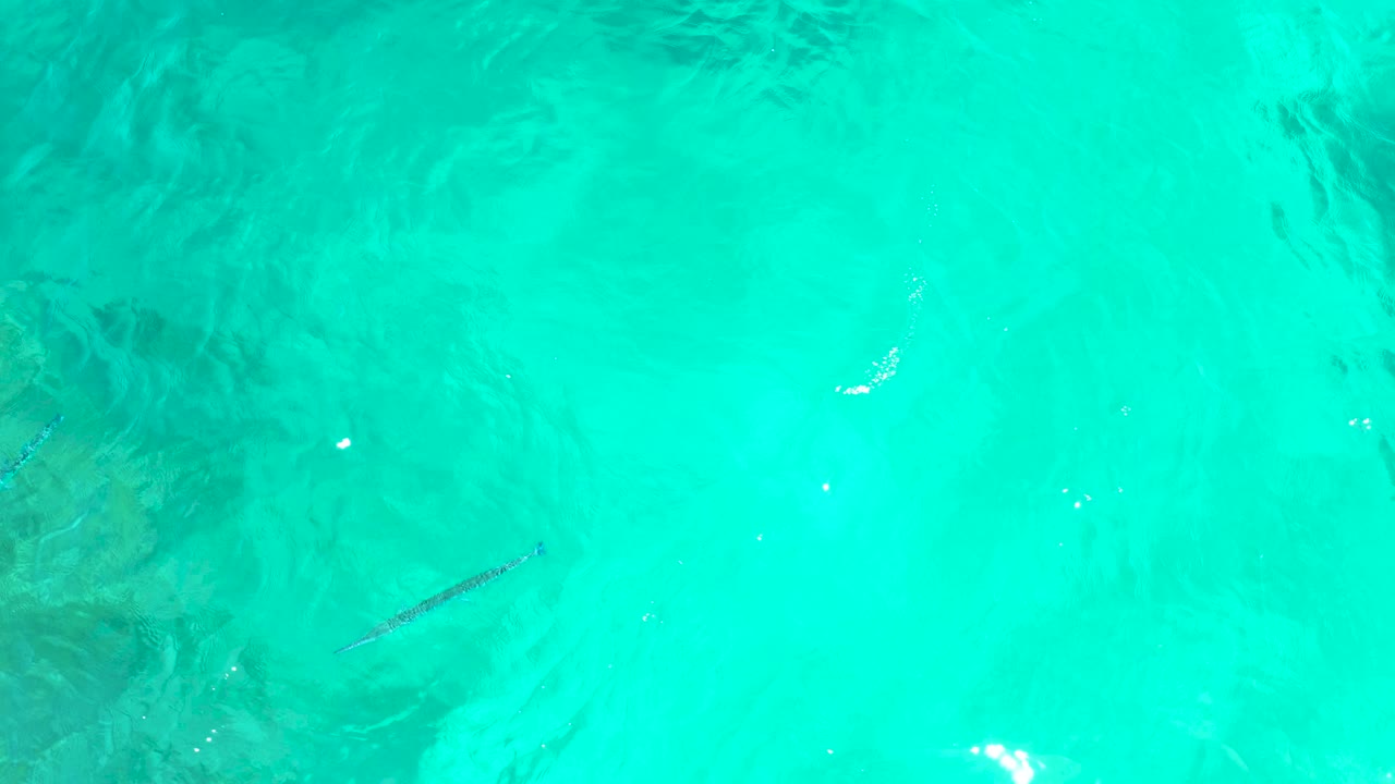 The fish appears lower and left of center in turquoise shallow water at El Tule Beach Los Cabos, with muted darker seabed areas and no visible people.