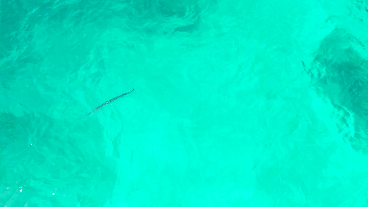 Small fish in clear turquoise water over a sandy bottom.