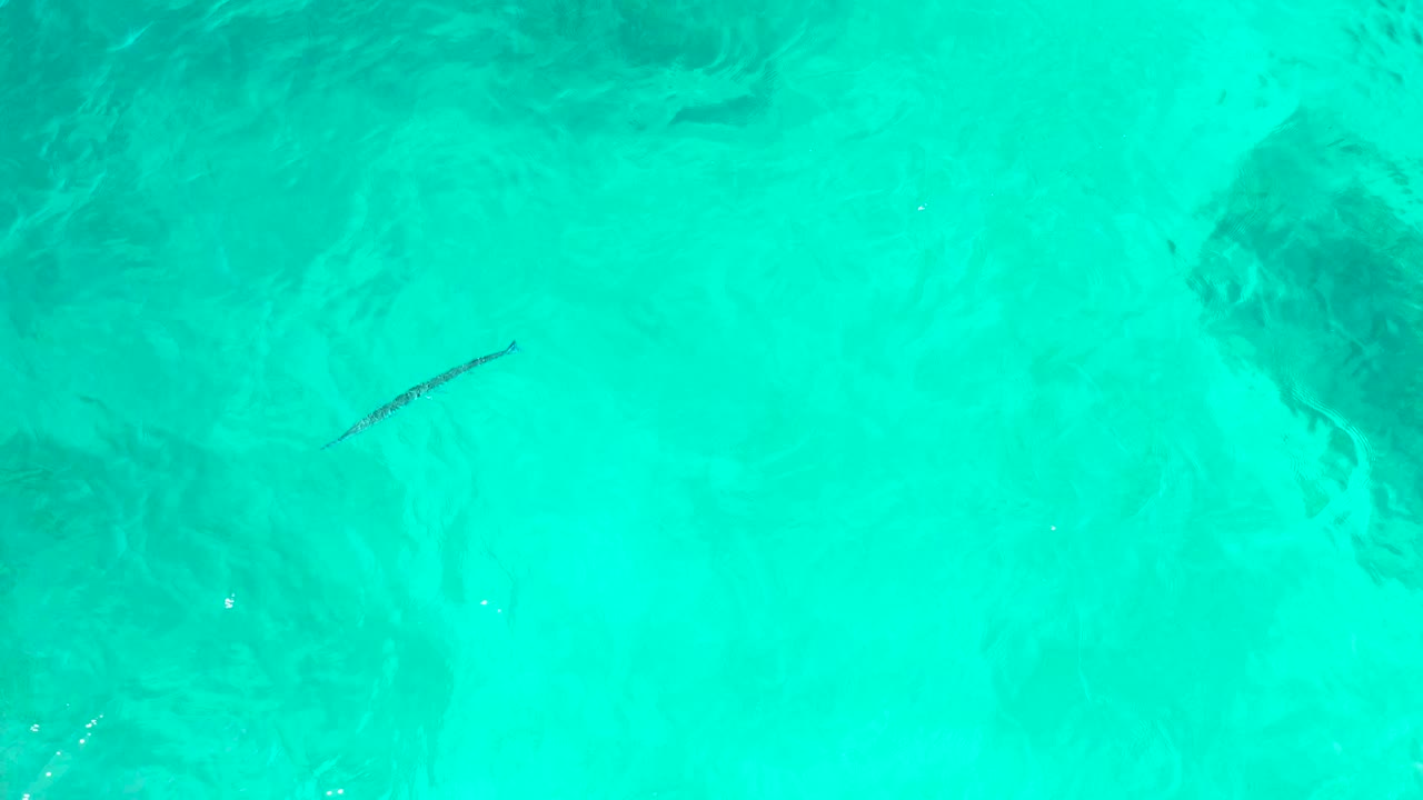 At 0:01, the fish sits farther across the turquoise water, with soft dark patches below the surface and no visible people in the frame.