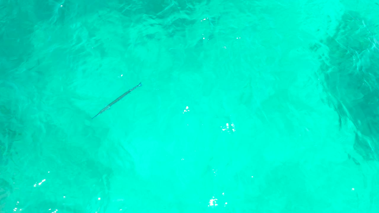 At El Tule Beach in Los Cabos, the slender fish remains visible over bright turquoise water, with a pale sandy seabed and faint surface highlights, and no visible people.