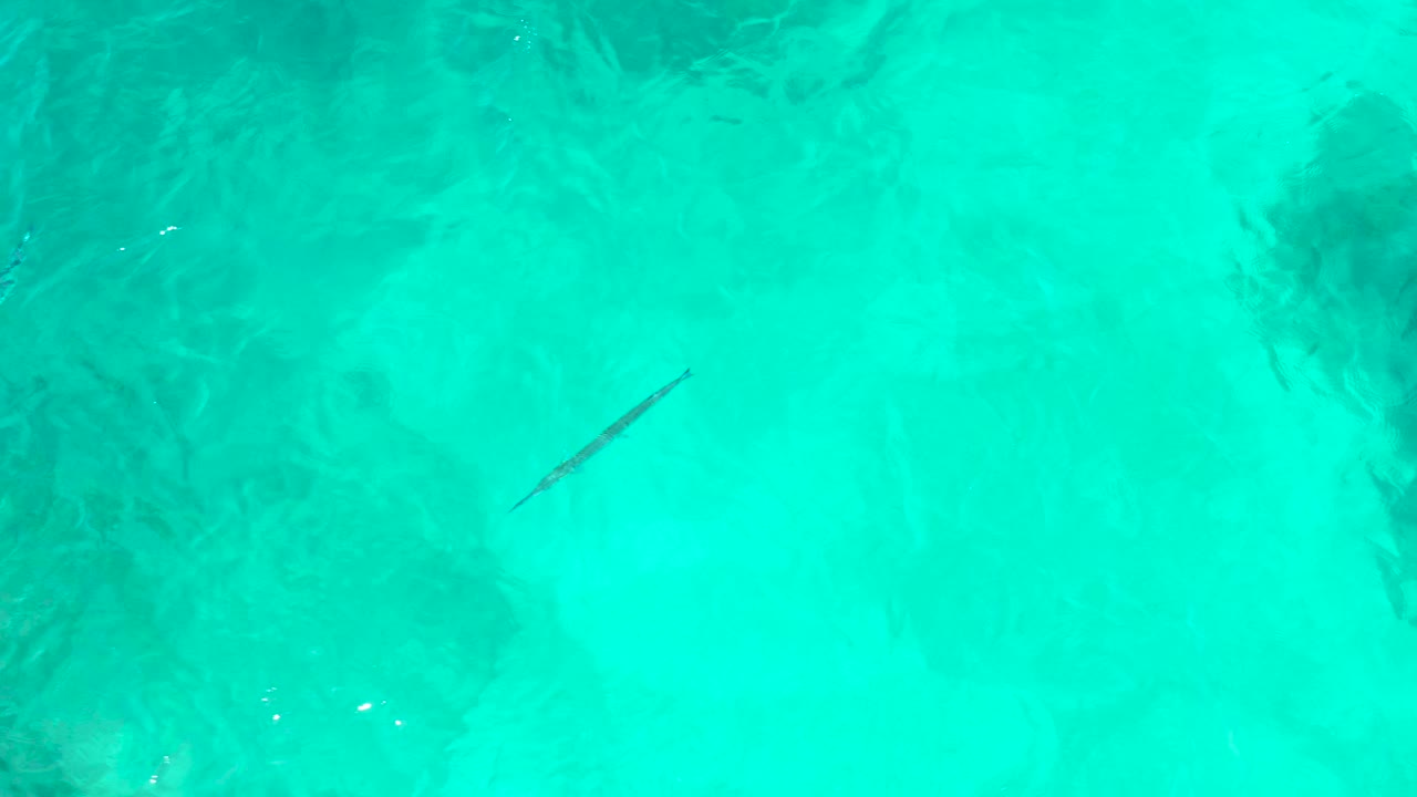 At 0:03, the fish crosses a slightly darker blue-green section of shallow water, with rippled light and no shoreline or people visible.