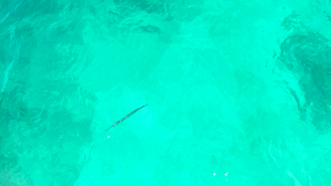 Slender fish in clear turquoise water from above.