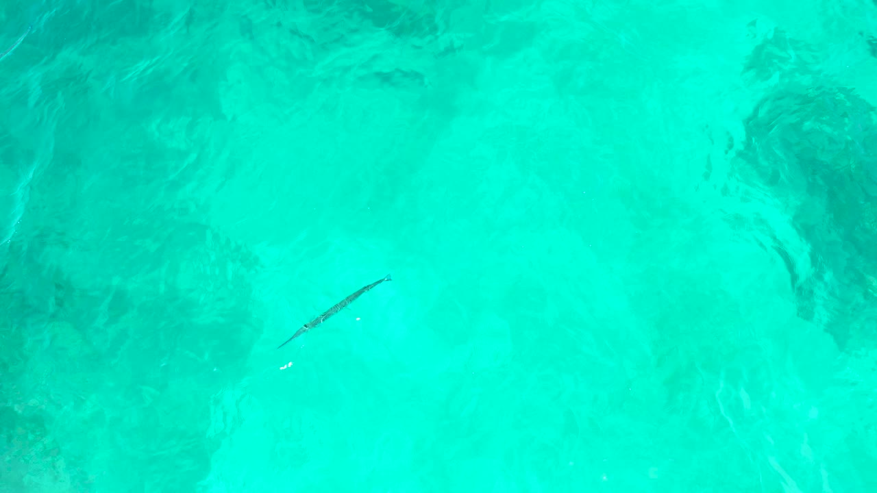 At El Tule Beach Los Cabos, the long fish sits slightly right of center in bright turquoise water, with soft ripples and no visible people.