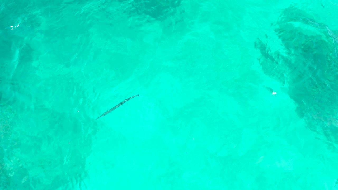 At El Tule Beach Los Cabos, a thin fish is visible over pale blue-green water, near darker submerged texture, with no visible people.