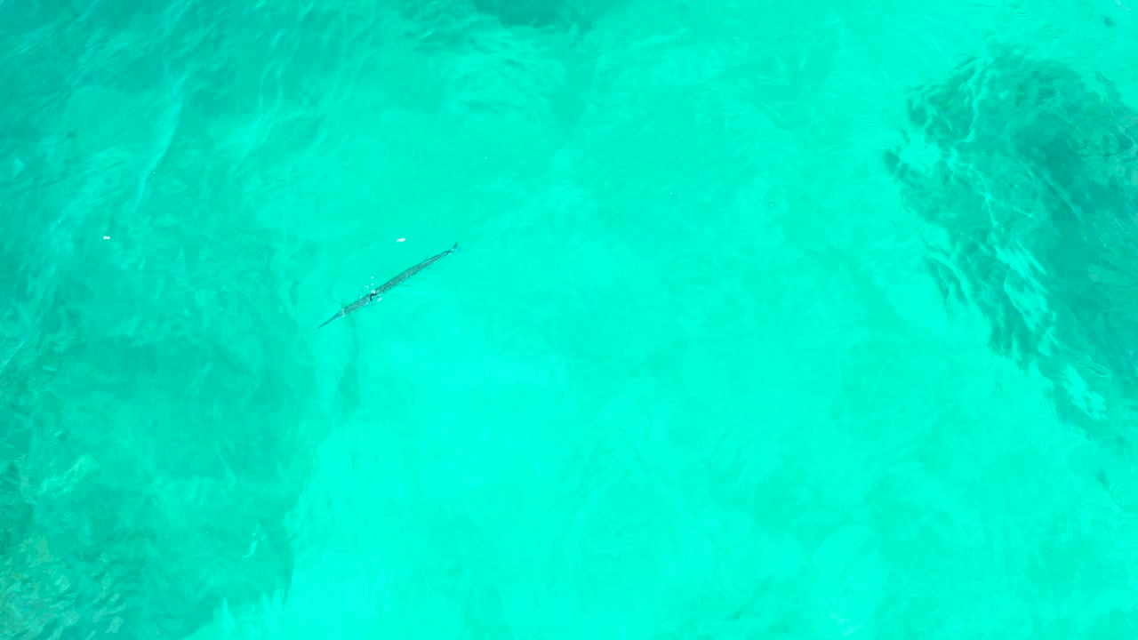 At El Tule Beach Los Cabos, the slender fish appears farther across the frame in clear turquoise water with faint white bubbles and no visible people.