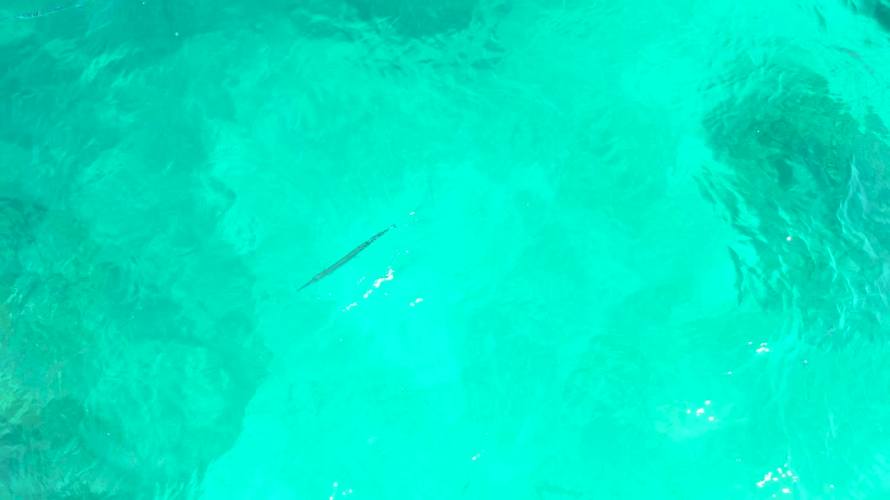 Slender fish in turquoise shallow ocean water