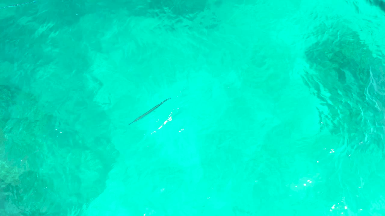The fish sits near the upper left area of the overhead frame as ripples and bright flecks cross the turquoise water at El Tule Beach Los Cabos, with no visible people.