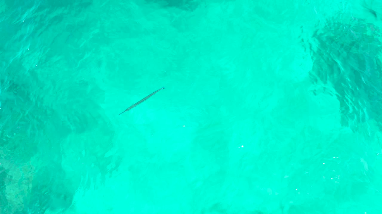 A small slender fish is visible in clear aqua ocean water, with a large darker submerged patch nearby and no people visible in the El Tule Beach Los Cabos frame.