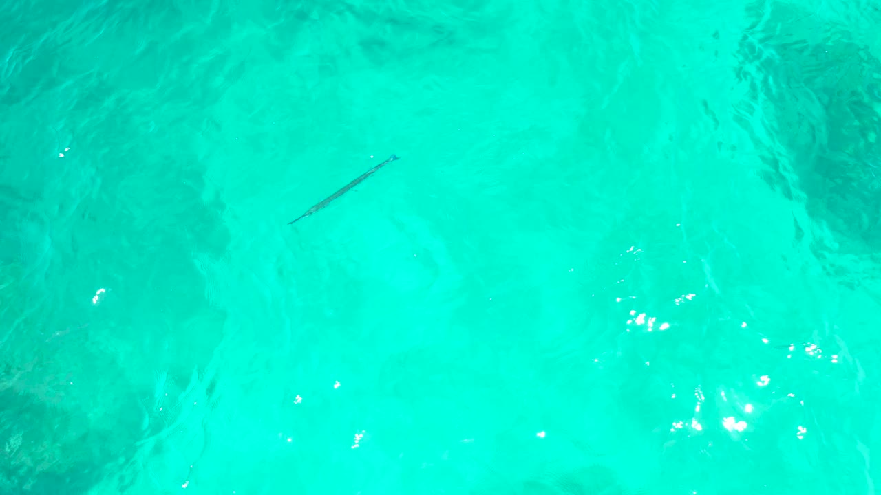 The fish appears in the left half of the El Tule Beach Los Cabos water frame, surrounded by turquoise shallows, soft ripples, and no visible people.
