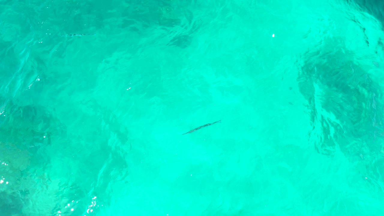 At El Tule Beach Los Cabos, a slender fish is visible in clear turquoise water above dark coral or rock patches, with no visible people.
