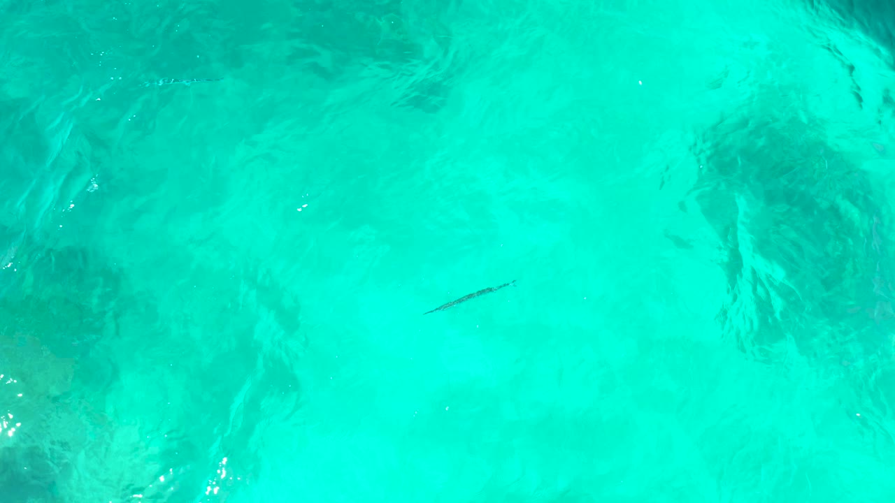 At El Tule Beach Los Cabos, the fish appears slightly farther across the blue-green water while shadowed seabed patches show through, with no visible people.