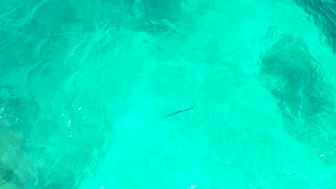At El Tule Beach Los Cabos, a single fish remains visible in shallow turquoise water, with faint ripples and darker seabed areas around it, and no visible people.