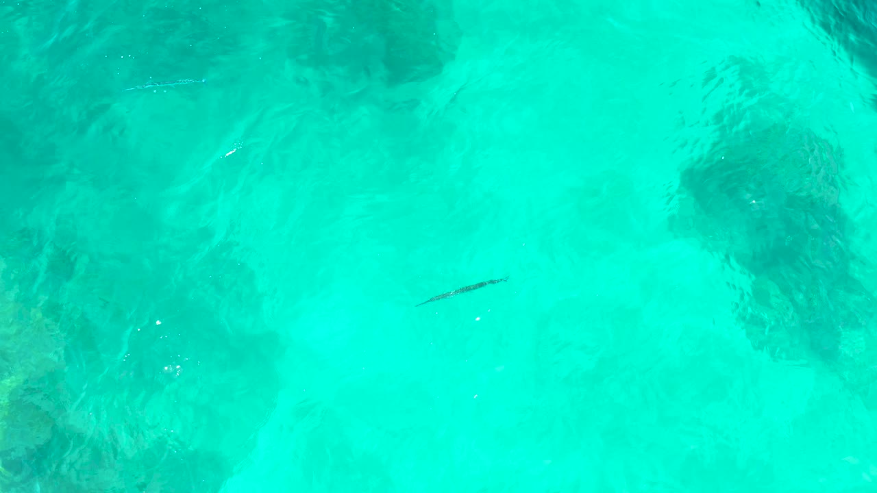 Fish over pale sand and dark underwater formations in turquoise sea.