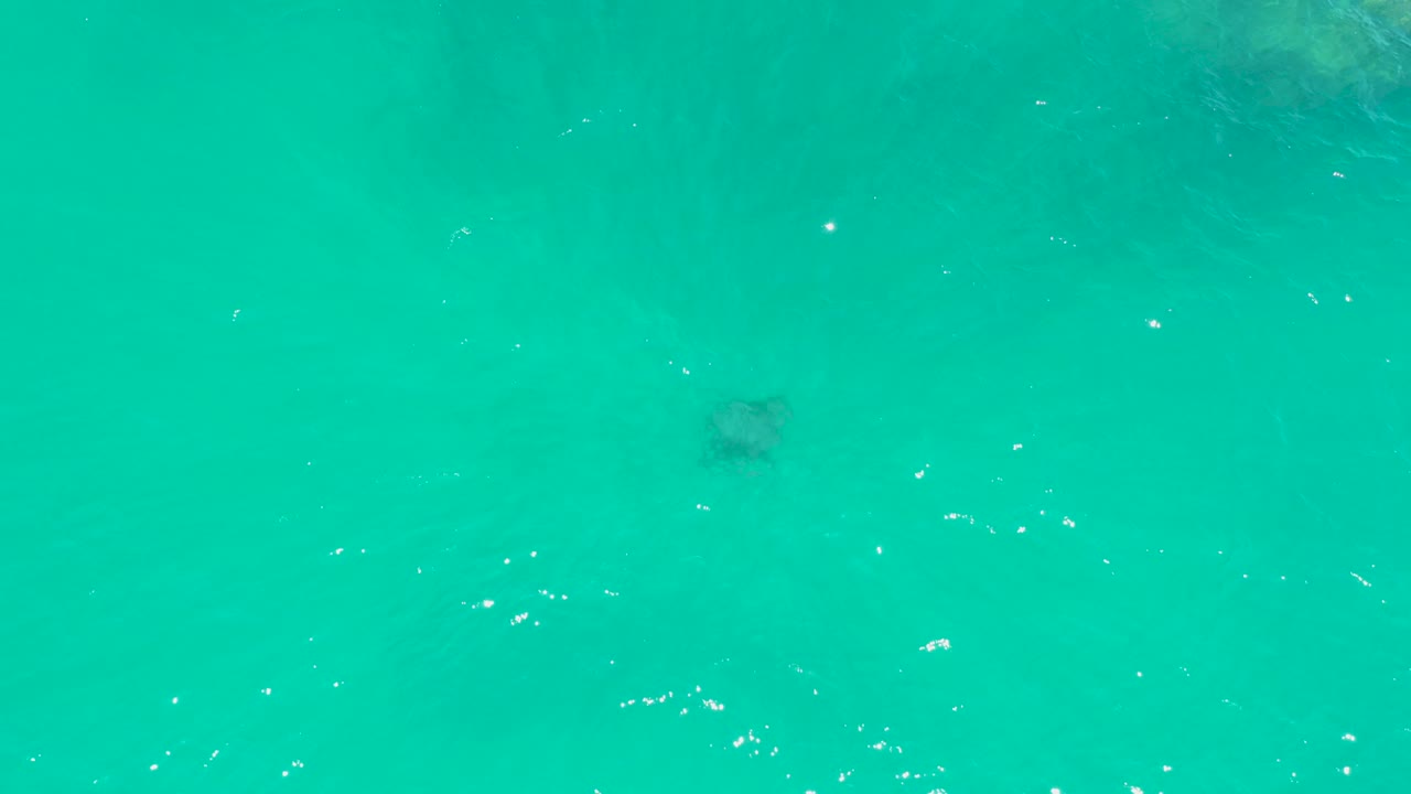 Small sea turtle beneath turquoise water with bright surface reflections.