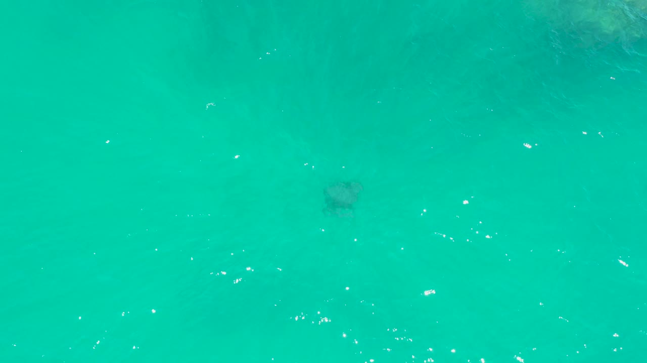 The sea turtle remains small and slightly soft beneath clear teal water at Dreams Los Cabos, with rippled surface texture and no visible people.