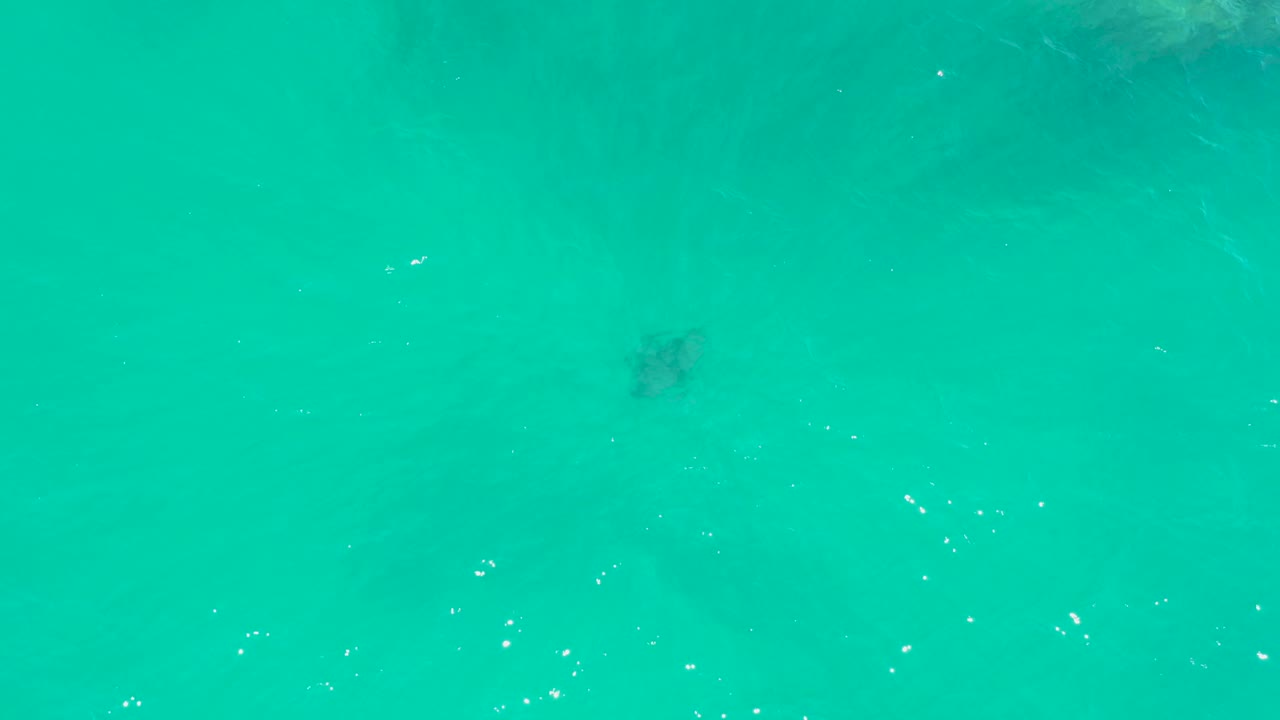 A dark turtle shape sits below the turquoise surface at Dreams Los Cabos, with small bright flecks of reflected light and no visible people.