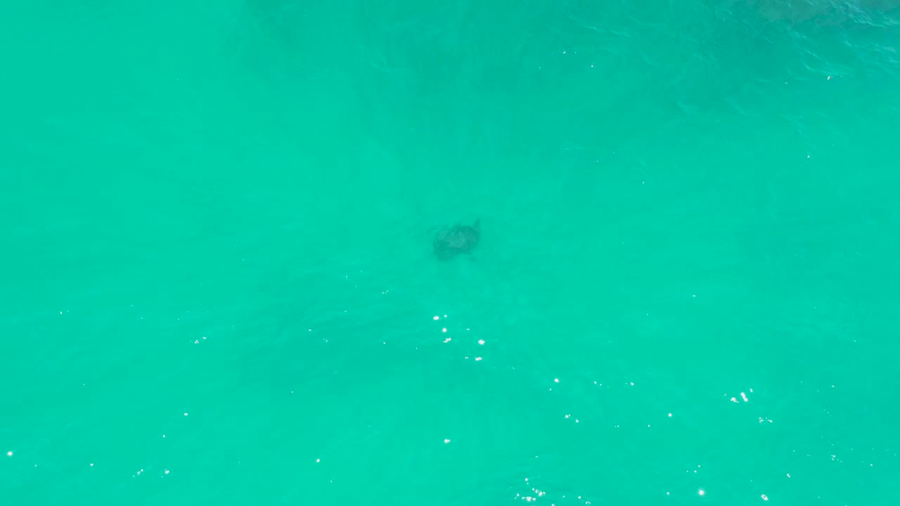 The turtle appears under smoother turquoise water at Dreams Los Cabos, with fewer bright surface reflections than the earlier frames and no visible people.