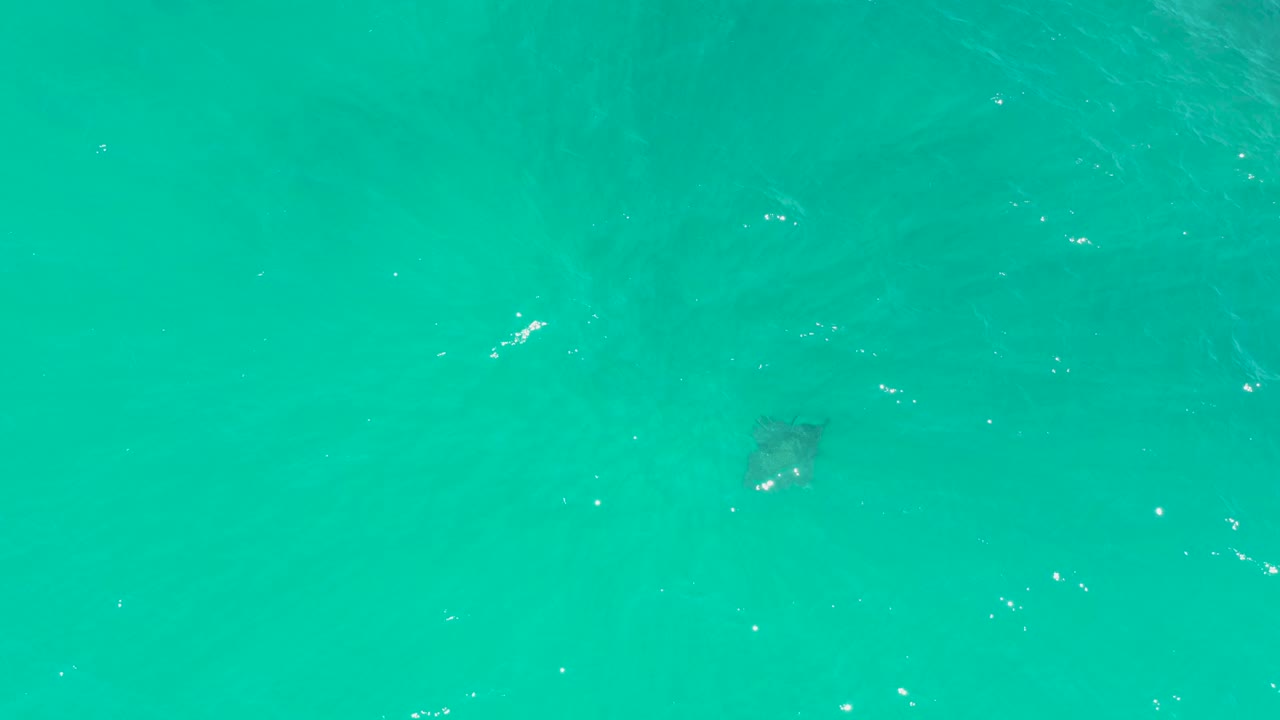 A sea turtle appears small beneath clear turquoise water at Dreams Los Cabos, Baja California Sur, with sun flecks on the surface and no visible people.