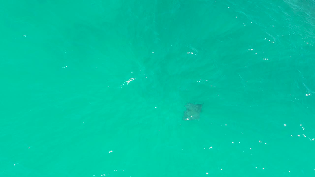 The turtle sits just below the water surface in the Dreams Los Cabos overhead view, surrounded by bright turquoise color and scattered white foam marks, with no visible people.