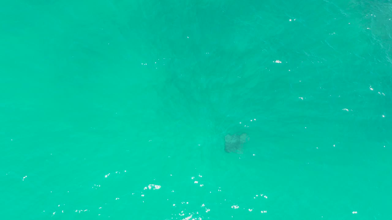 A small sea turtle is visible in open teal water at Dreams Los Cabos, with faint darker underwater areas and a few bright surface highlights, and no visible people.
