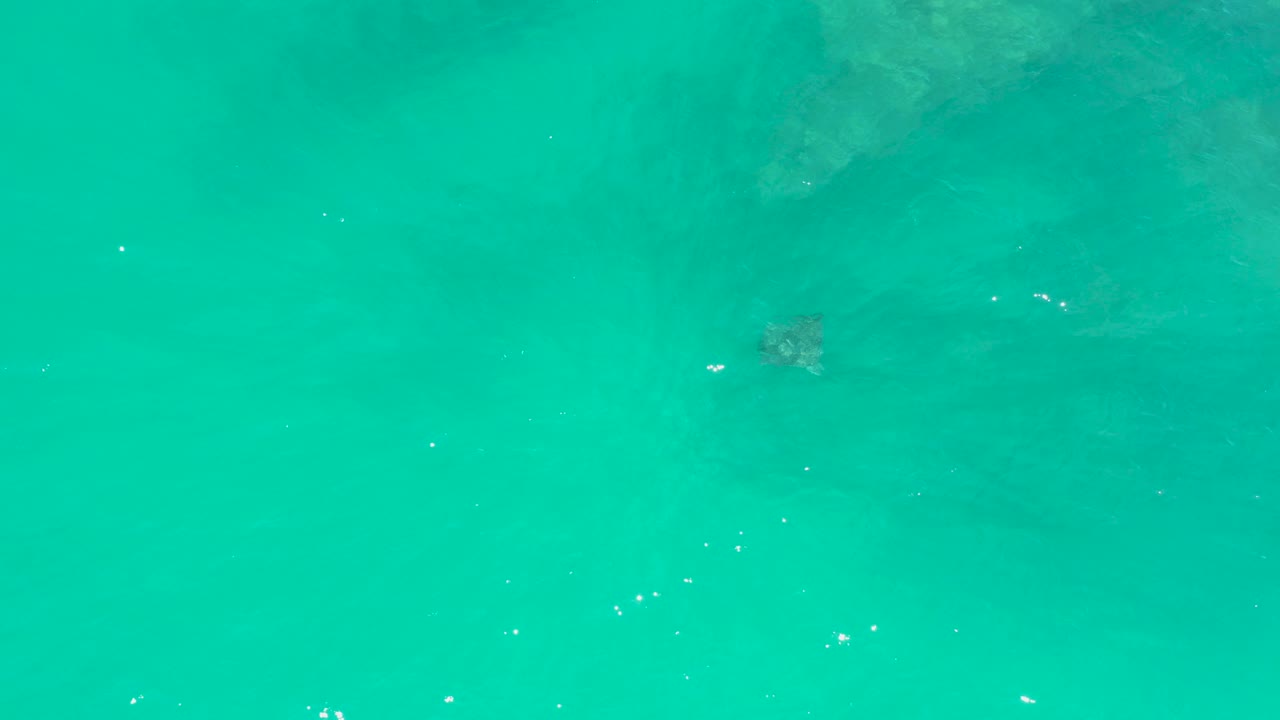 At Dreams Los Cabos, a small sea turtle is visible under bright turquoise ocean water with faint ripples and no visible people.