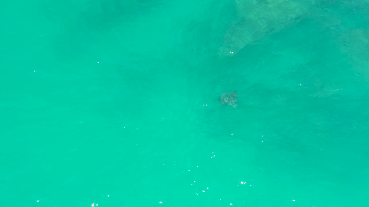 Sea turtle in clear teal water with small bubbles