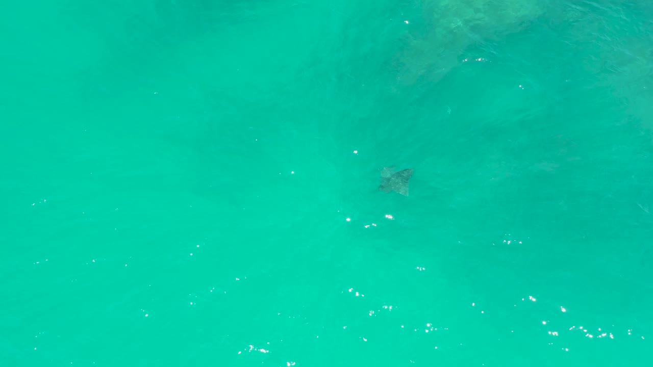 At Dreams Los Cabos, the sea turtle appears near the upper right beneath rippled turquoise water with bright specks of sunlight and no visible people.
