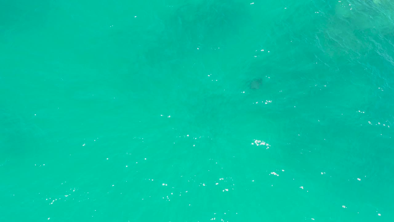 At Dreams Los Cabos, the turtle sits slightly left of center beneath transparent turquoise water, with scattered light flecks and no visible people.