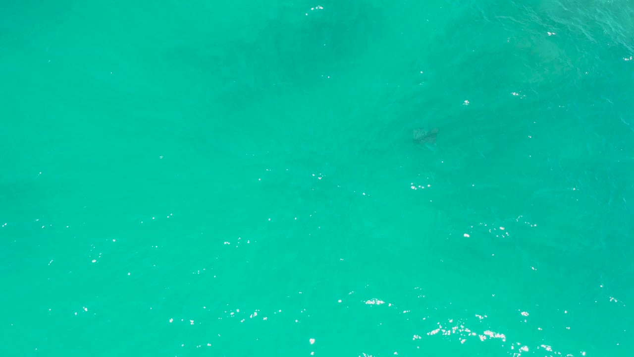 At Dreams Los Cabos, the turtle is visible below the rippled turquoise surface while bright highlights mark the moving water and no people appear.