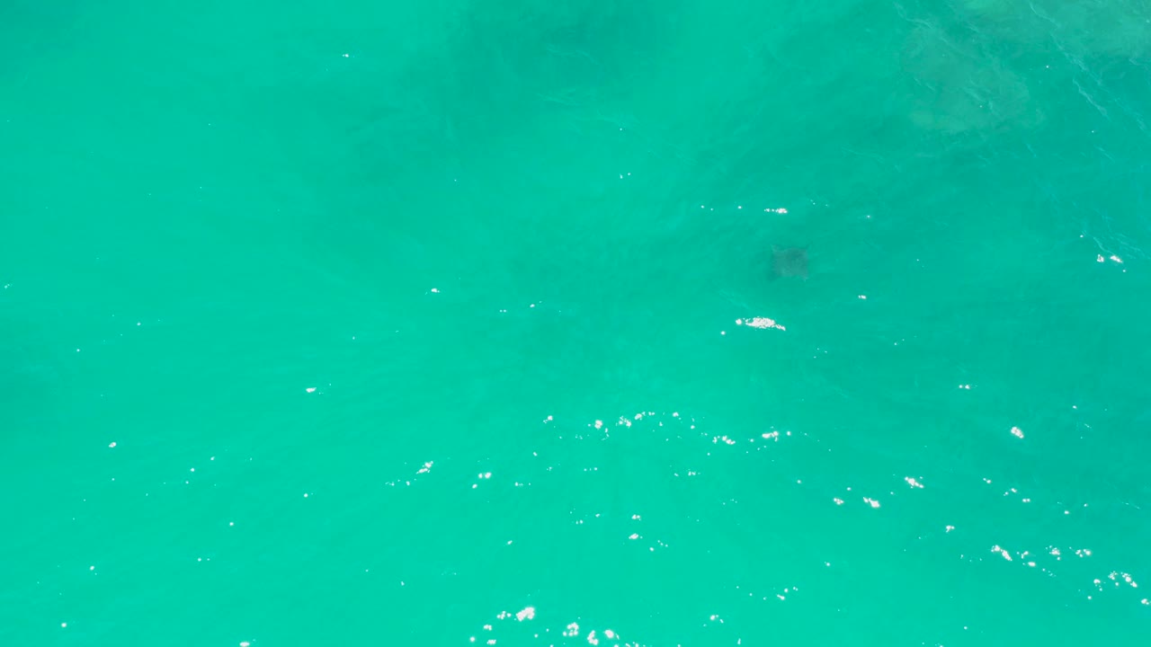 At Dreams Los Cabos, the turtle appears lower in the frame beneath clear green-blue water, with muted darker underwater patches and no visible people.