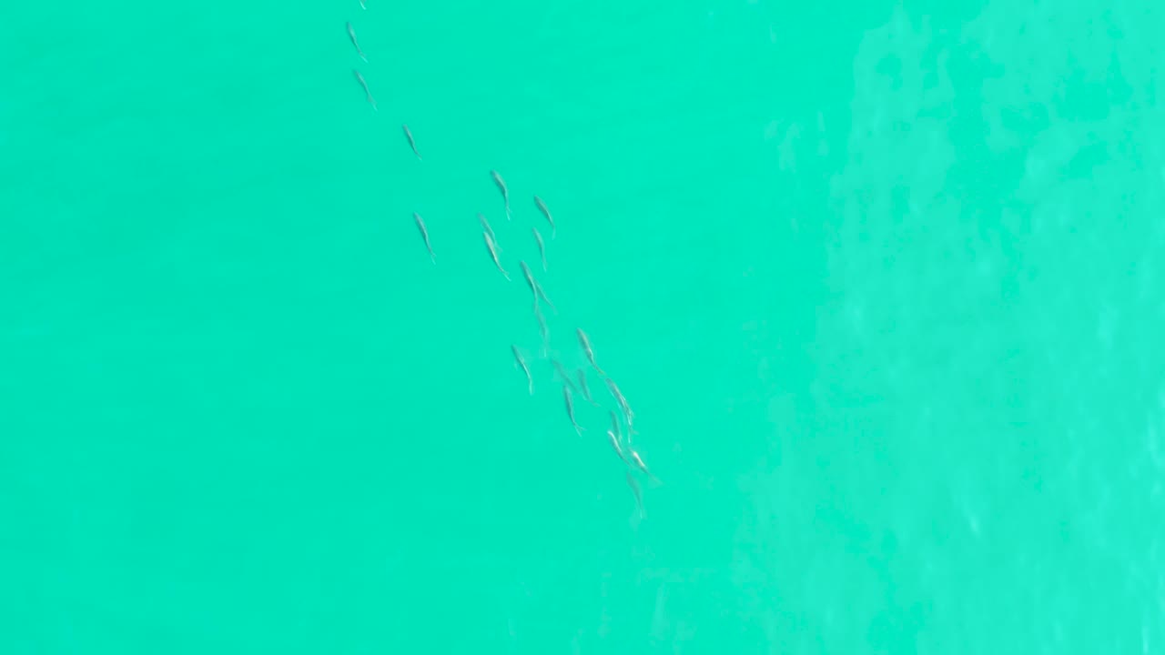 Overhead view of a small fish school near the upper left of clear turquoise water at Los Frailes, Baja California Sur, with sandy bottom texture and no visible people.