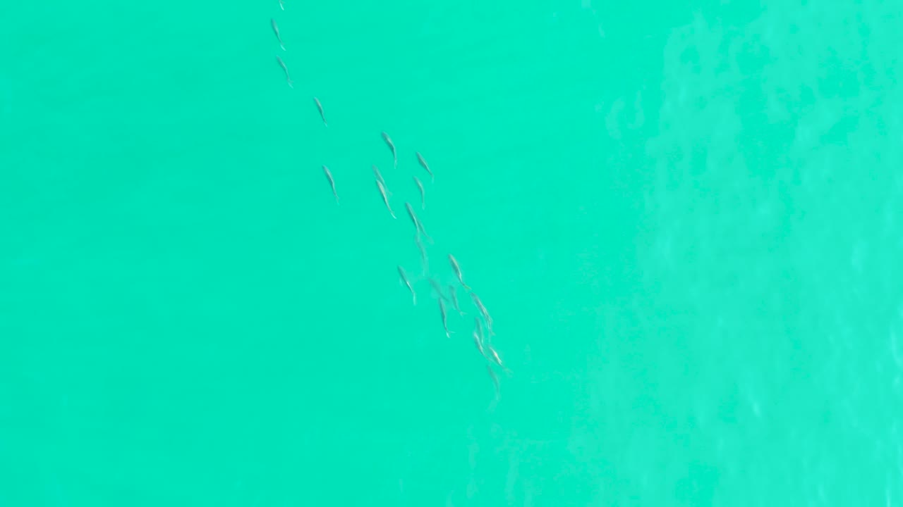 Fish school crossing clear turquoise water