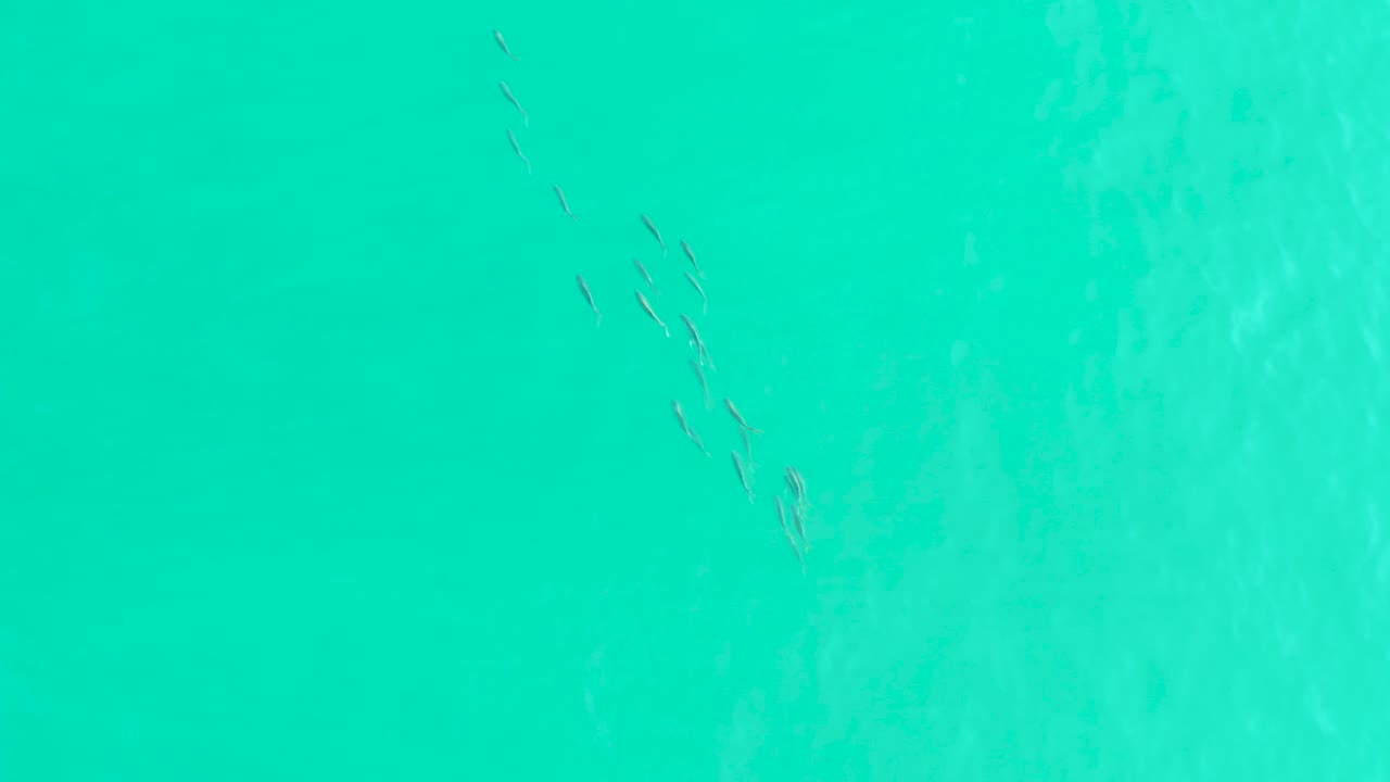 The fish appear as slender marks in the upper area of blue-green water at Los Frailes, Baja California Sur, with subtle ripples and no visible people.