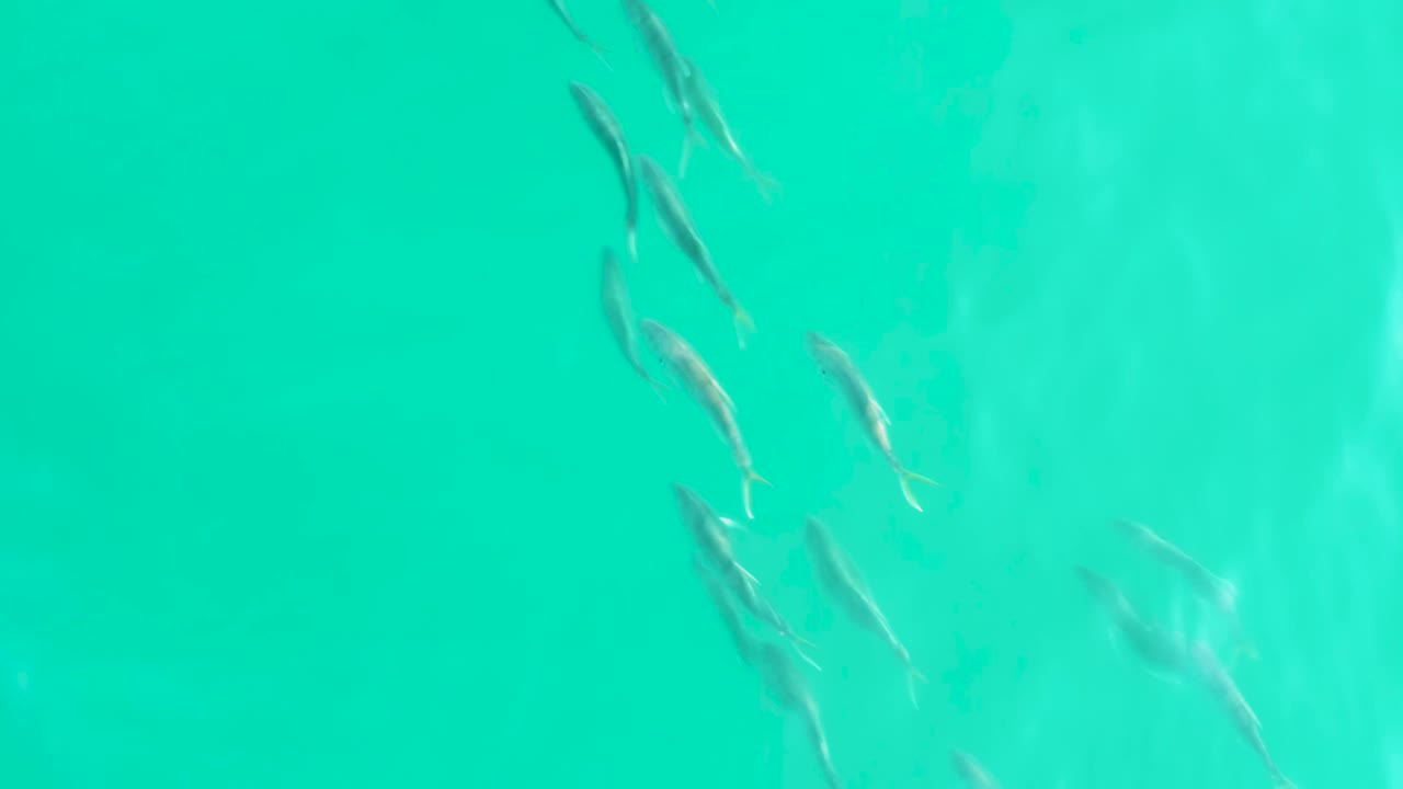 Small fish in turquoise water near the upper left of frame.