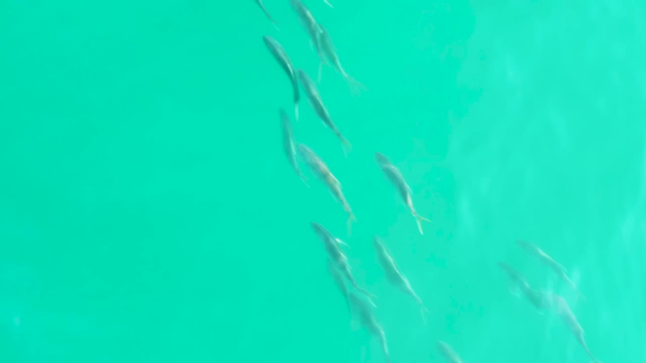 A loose cluster of small fish moves across transparent turquoise water in Los Frailes, Baja California Sur, with faint seabed patterns visible and no visible people.