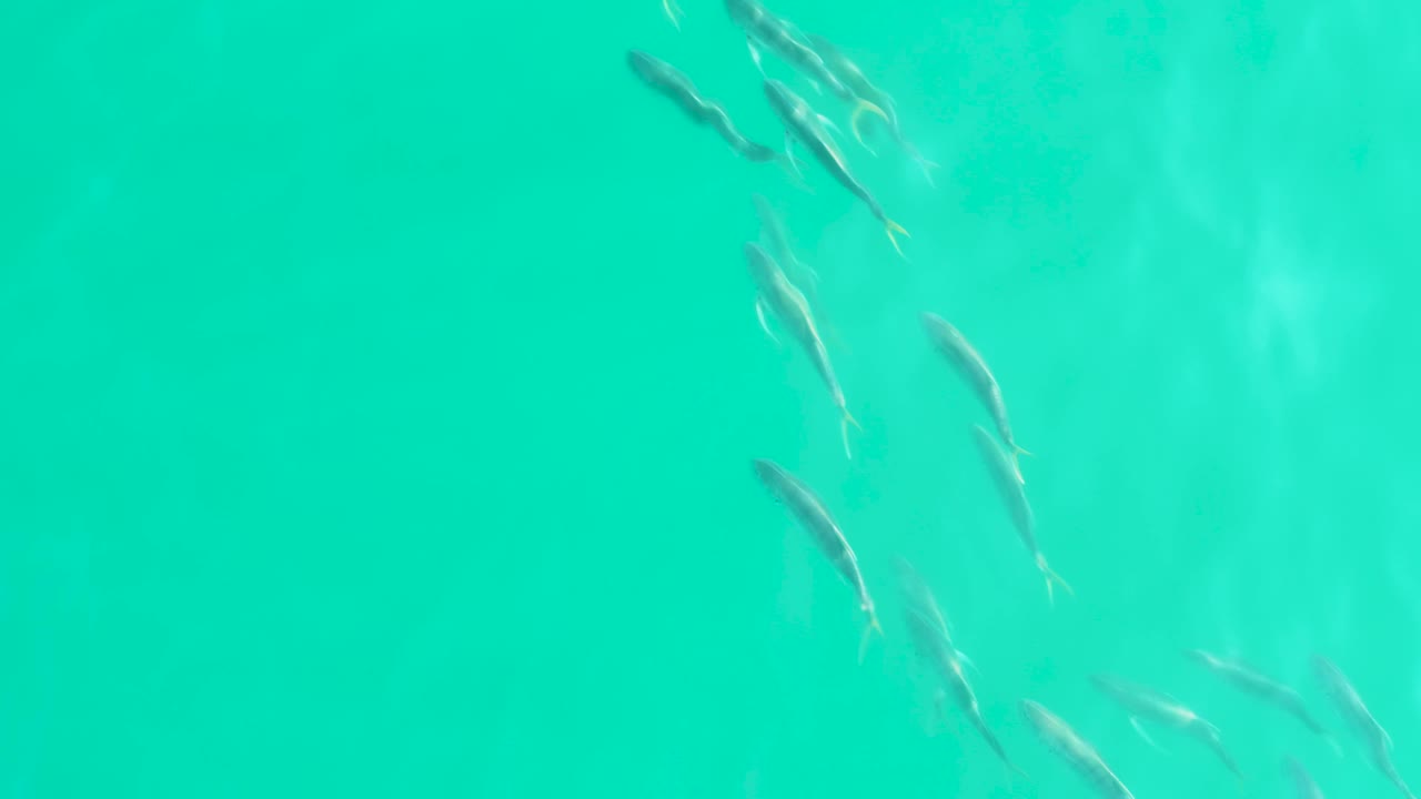 Several small fish appear near the upper portion of the frame over clear turquoise water in Los Frailes, Baja California Sur, with no shoreline and no visible people.