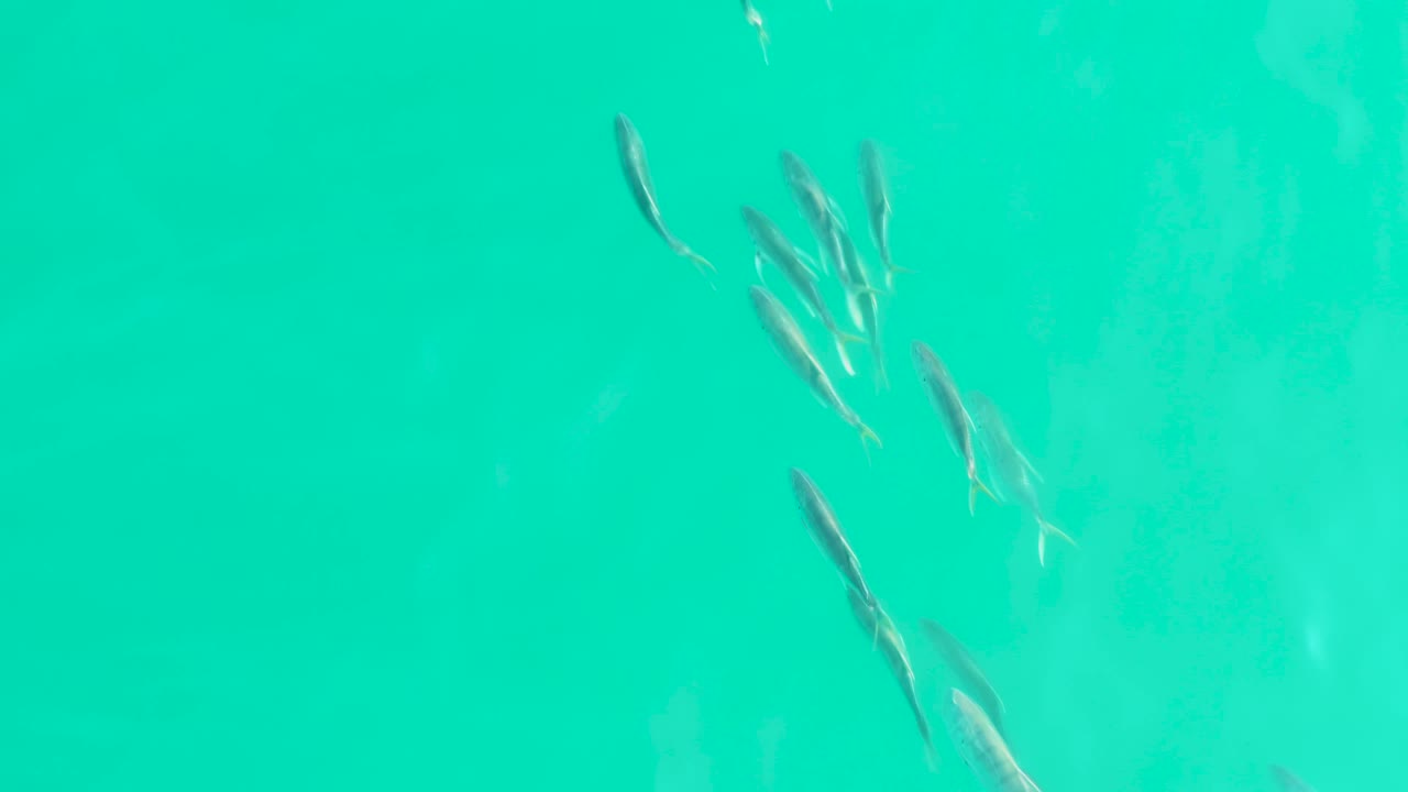 A denser cluster of small fish is visible over bright turquoise water in Los Frailes, Baja California Sur, with soft underwater color variation and no visible people.