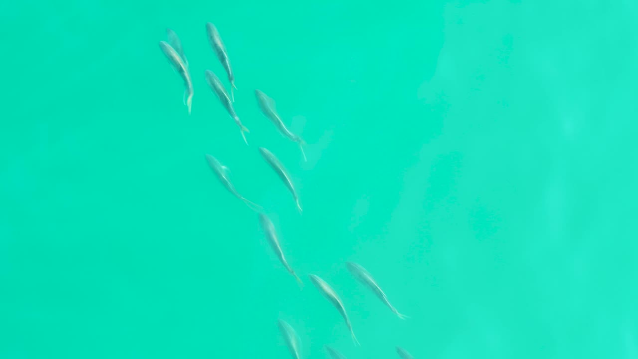 A loose group of small silvery fish swims near the upper left of clear turquoise water at Los Frailes, Baja California Sur, with no visible people.