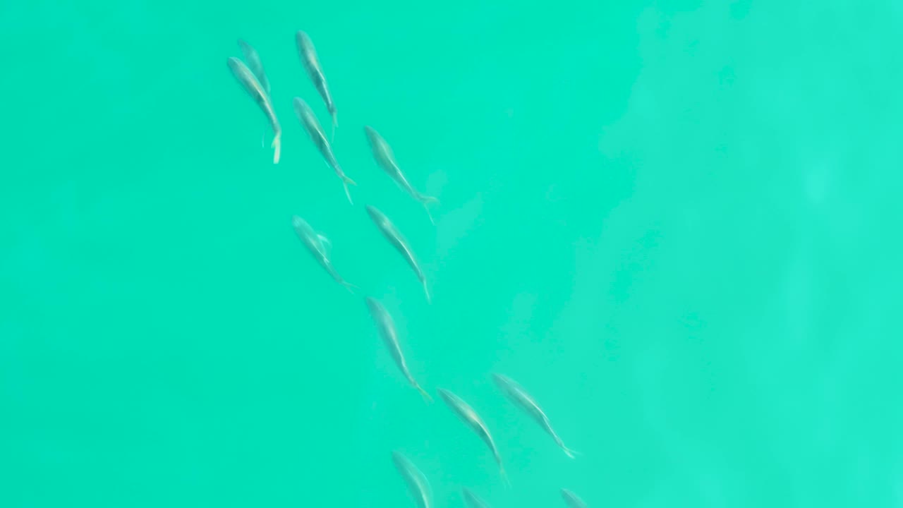 Fish scattered across clear blue-green water